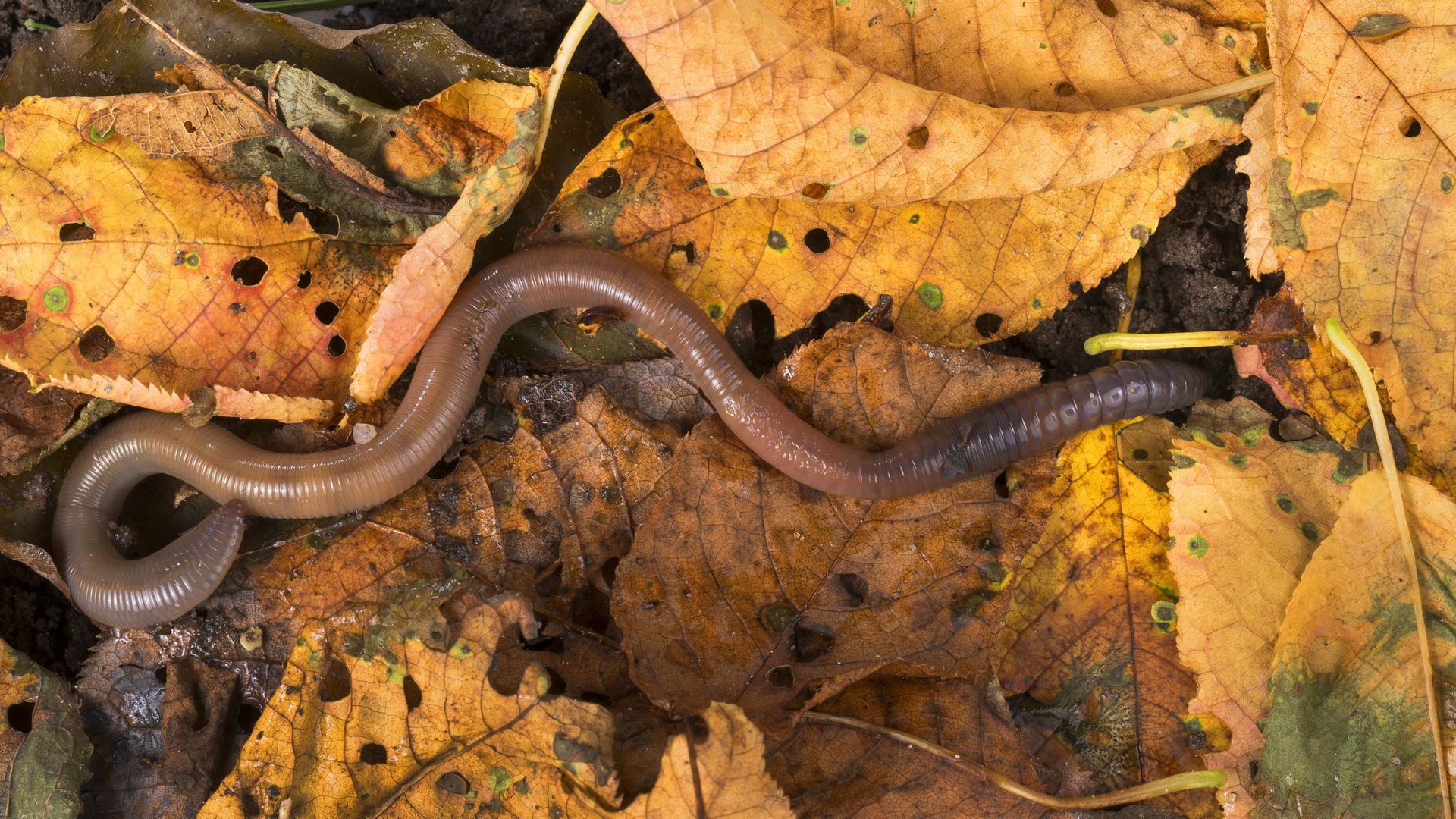 Ein rötlich-brauner Regenwurm auf gelblichem Laub.