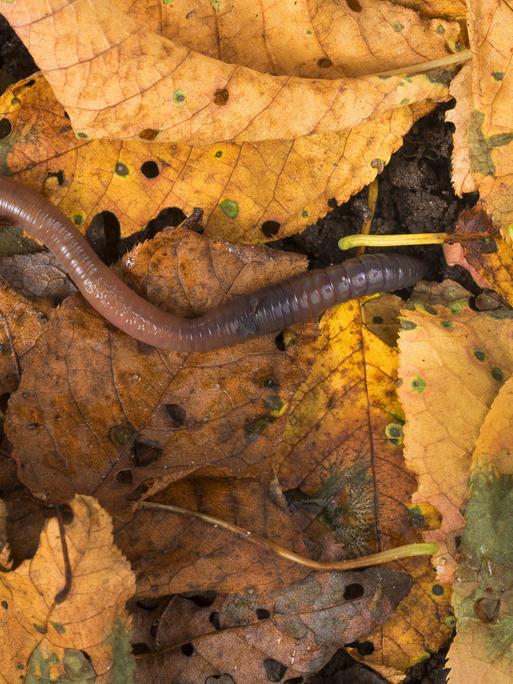 Ein rötlich-brauner Regenwurm auf gelblichem Laub.