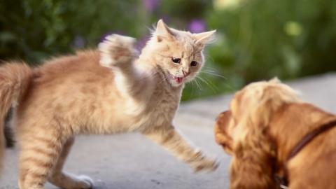 Eine Katze springt fauchend und kratzend einem Hund entgegen.