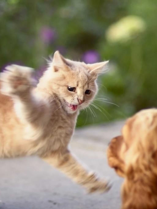 Eine Katze springt fauchend und kratzend einem Hund entgegen.