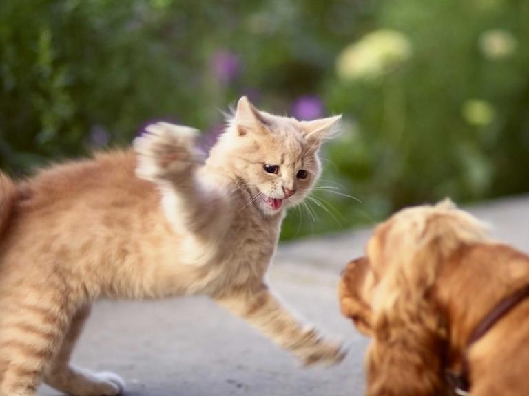 Eine Katze springt fauchend und kratzend einem Hund entgegen.