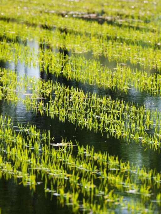 Reispflanzen stehen in einem Teich der Linumer Naturfisch GmbH