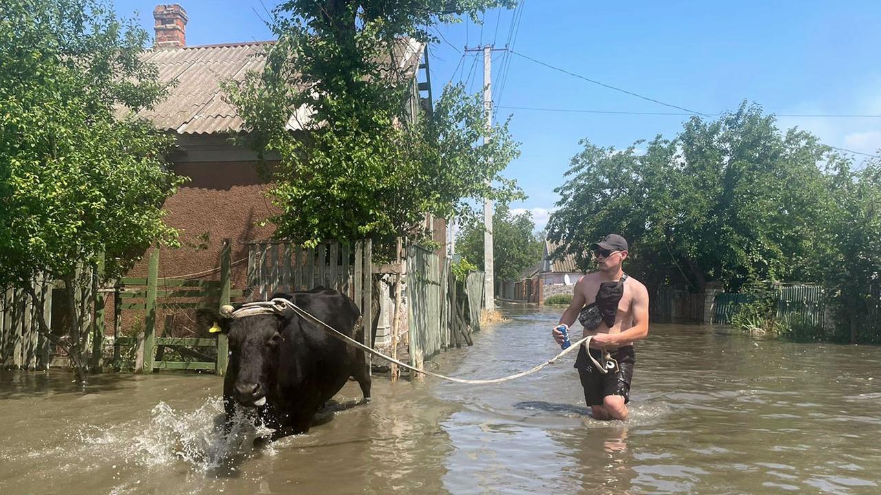 Ein Mann evakuiert in Cherson eine Kuh, während die ukrainische Stadt nach dem Bruch des Kachowka-Staudamms überschwemmt wird. Ein Mann evakuiert in Cherson eine Kuh, während die ukrainische Stadt nach dem Bruch des Kachowka-Staudamms überschwemmt wird.