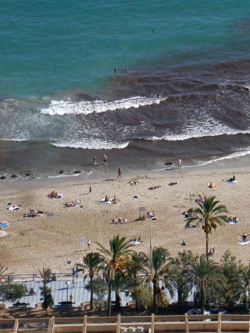 Algenbildung am Strand von Alicante im Südosten Spaniens.  