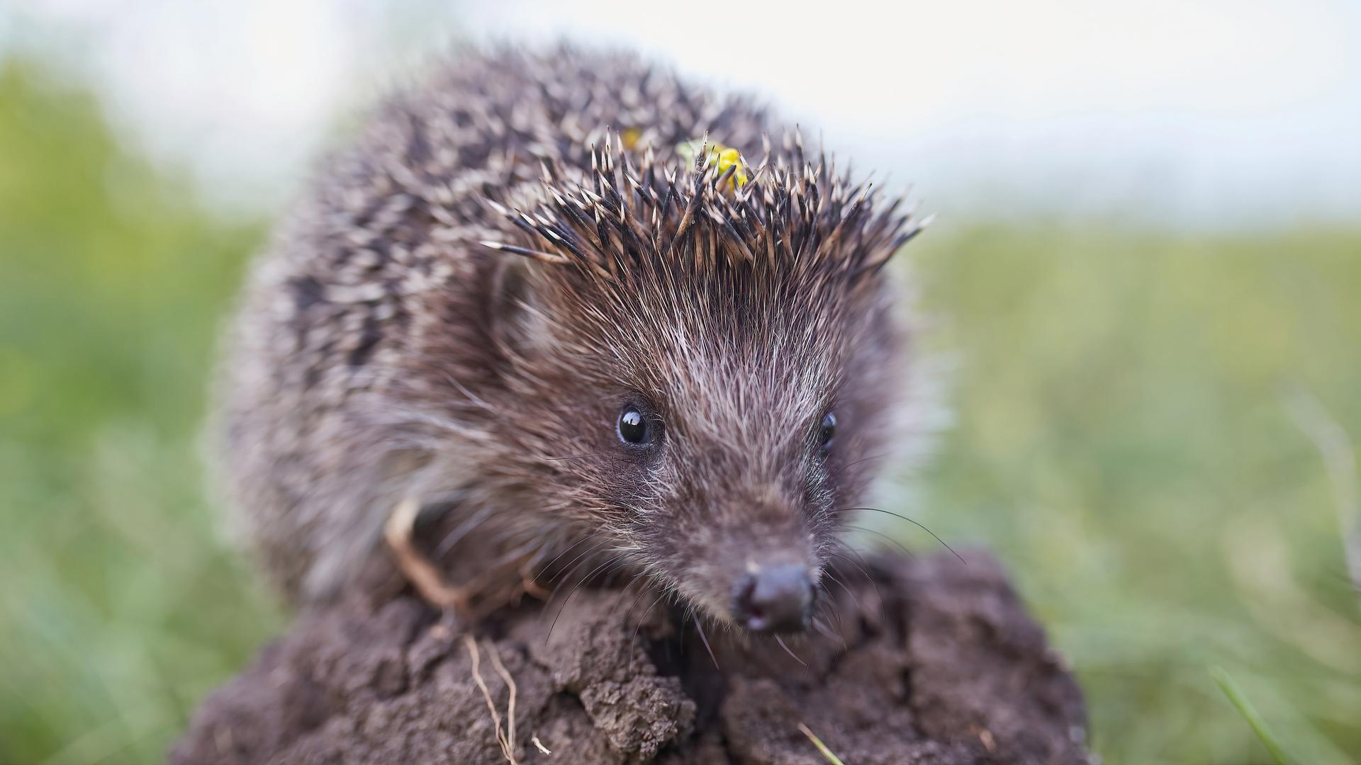 Igel auf einer Wiese.