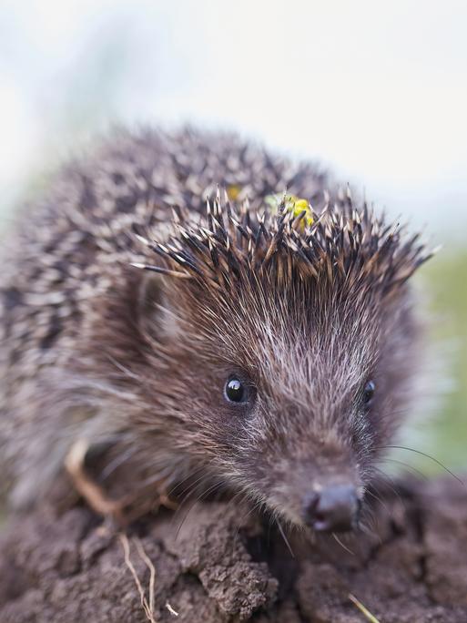 Igel auf einer Wiese.