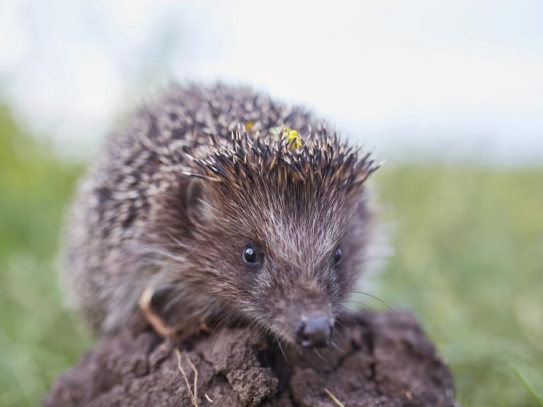 Igel auf einer Wiese.