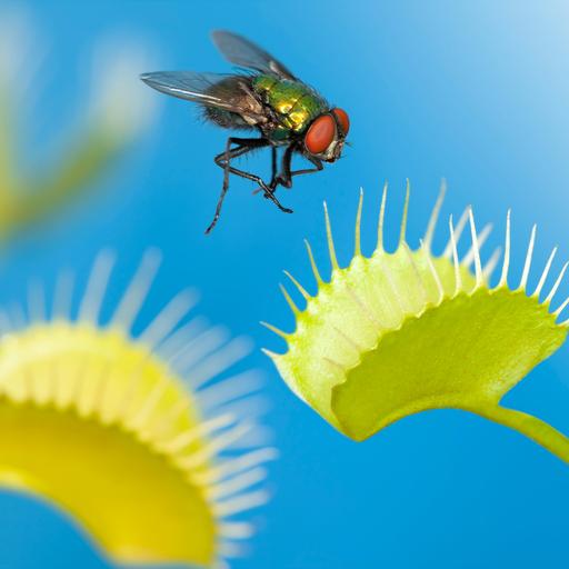 Eine Venusfliegenfalle bei der Jagd - eine Fliege nähert sich der fleischfressnden Pflanze