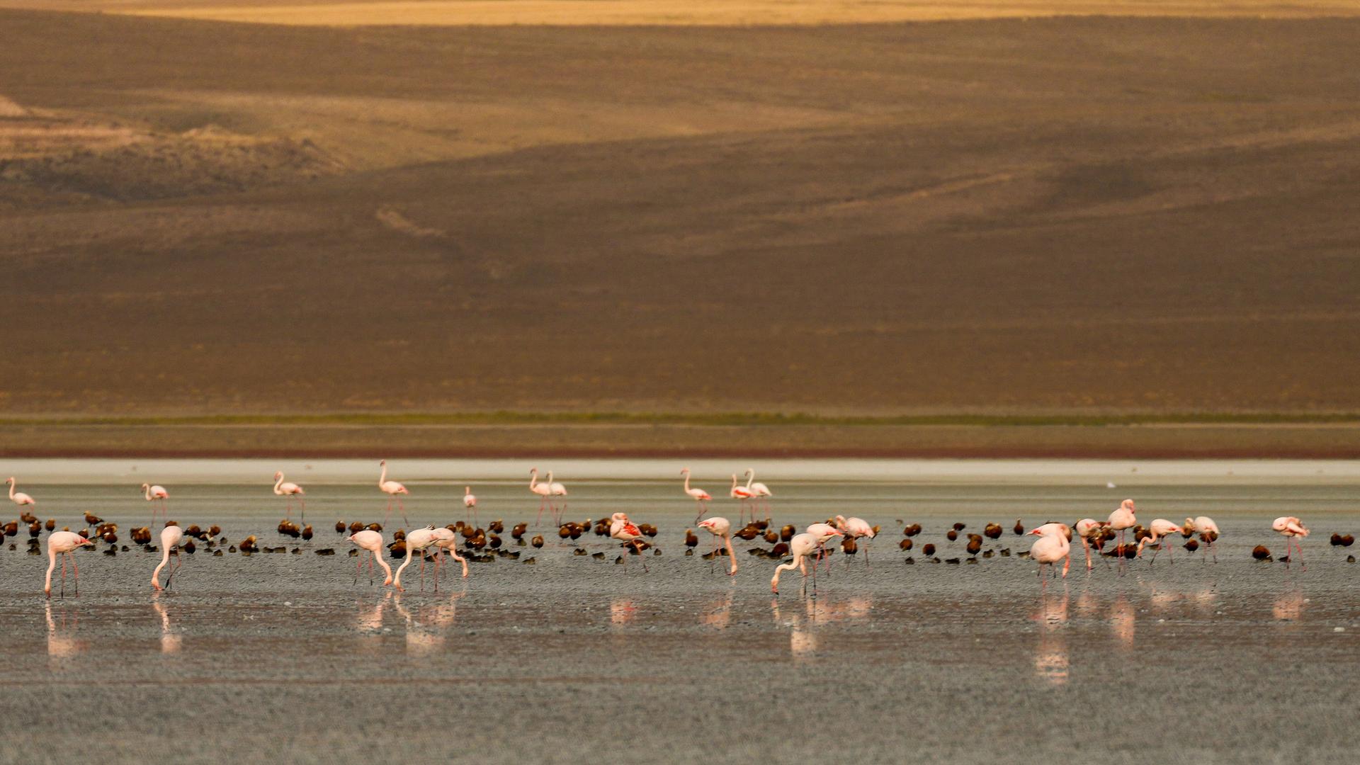 Flamingos stehen in einem See. Neben den rosafarbenen Vögeln sind noch kleinere Vögel. Flamingos stehen in einem See. Neben den rosafarbenen Vögeln sind noch kleinere Vögel.