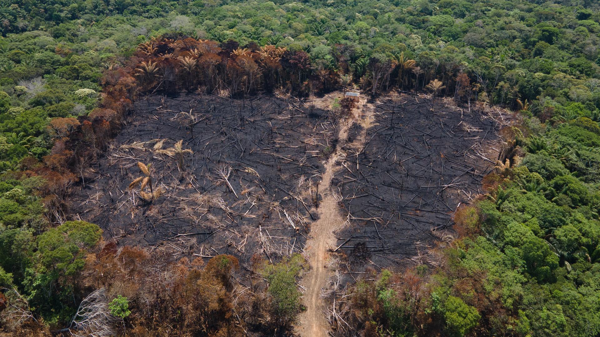 Luftblick auf eine verbrannte Fläche im Amazonas-Urwald nahe der BR-319 Autobahn.