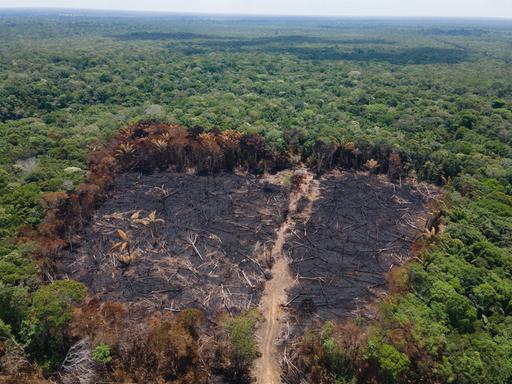 Luftblick auf eine verbrannte Fläche im Amazonas-Urwald nahe der BR-319 Autobahn.