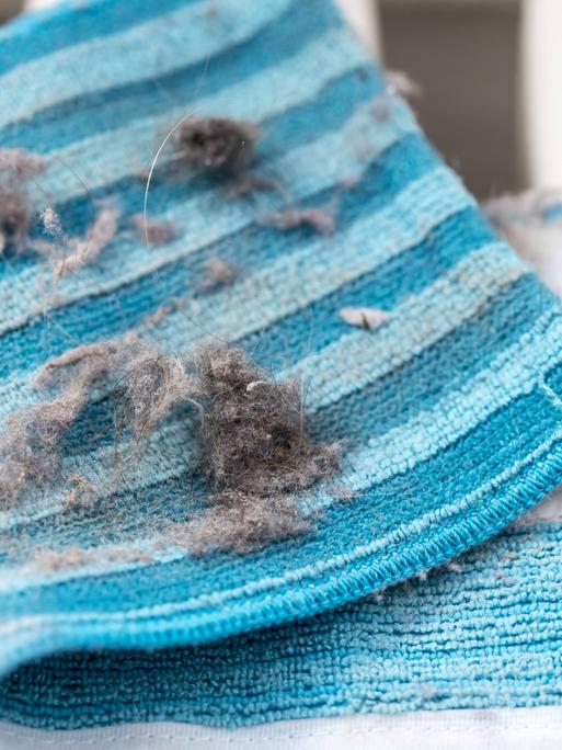 Hausstaub, Wollmäuse, Staubknäule, auf einem Staubtuch, *** House dust Wool mice Dust bud on a dust cloth