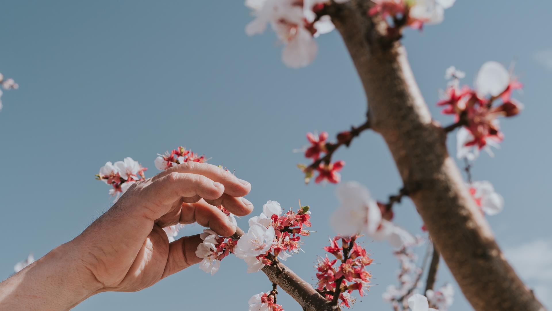 Eine Hand zieht an einer Knopse an einem Baum mit Blüten, es ist ein Aprikosenbaum.