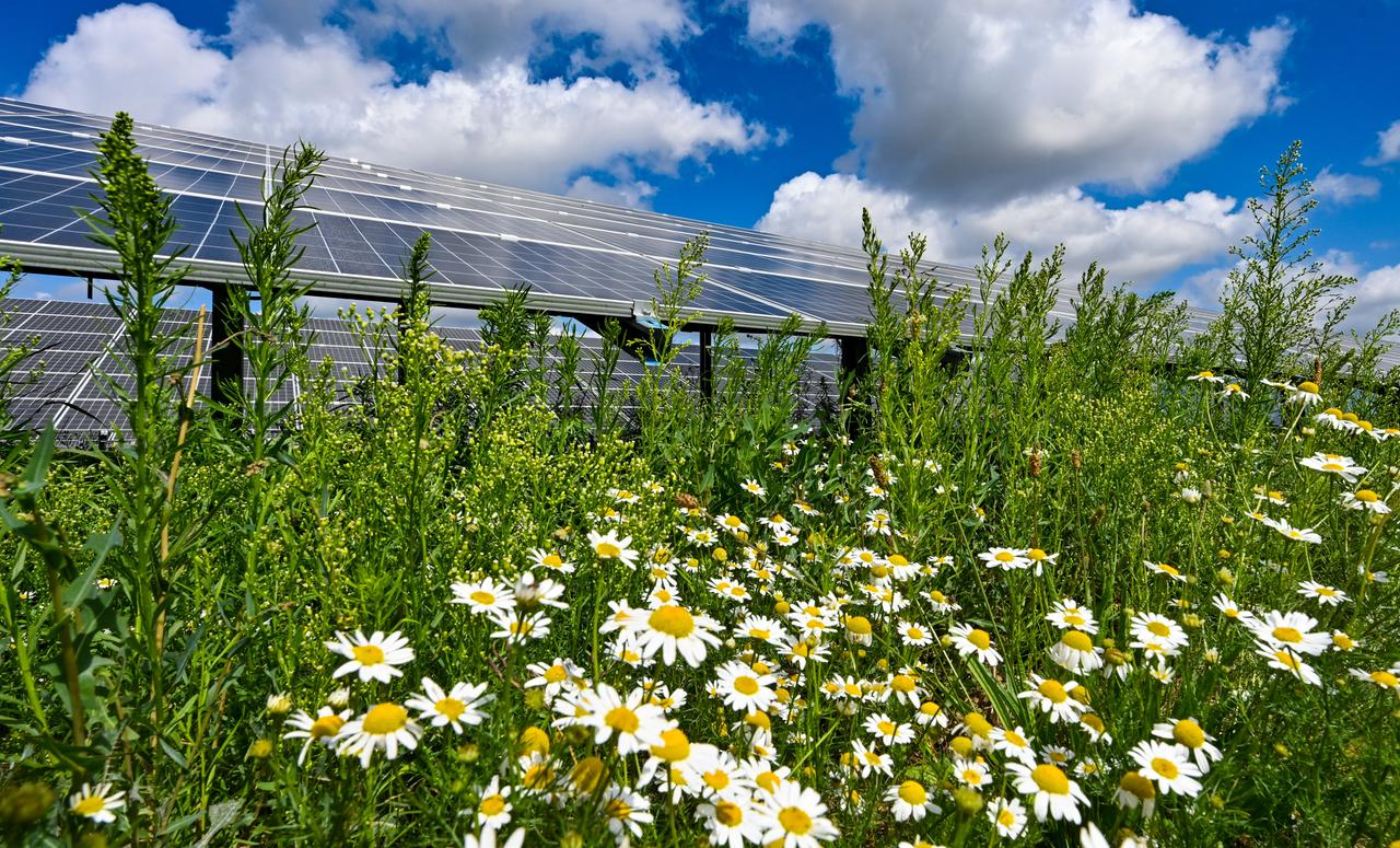 Blumen blühen vor einem Solarpark im Landkreis Barnim