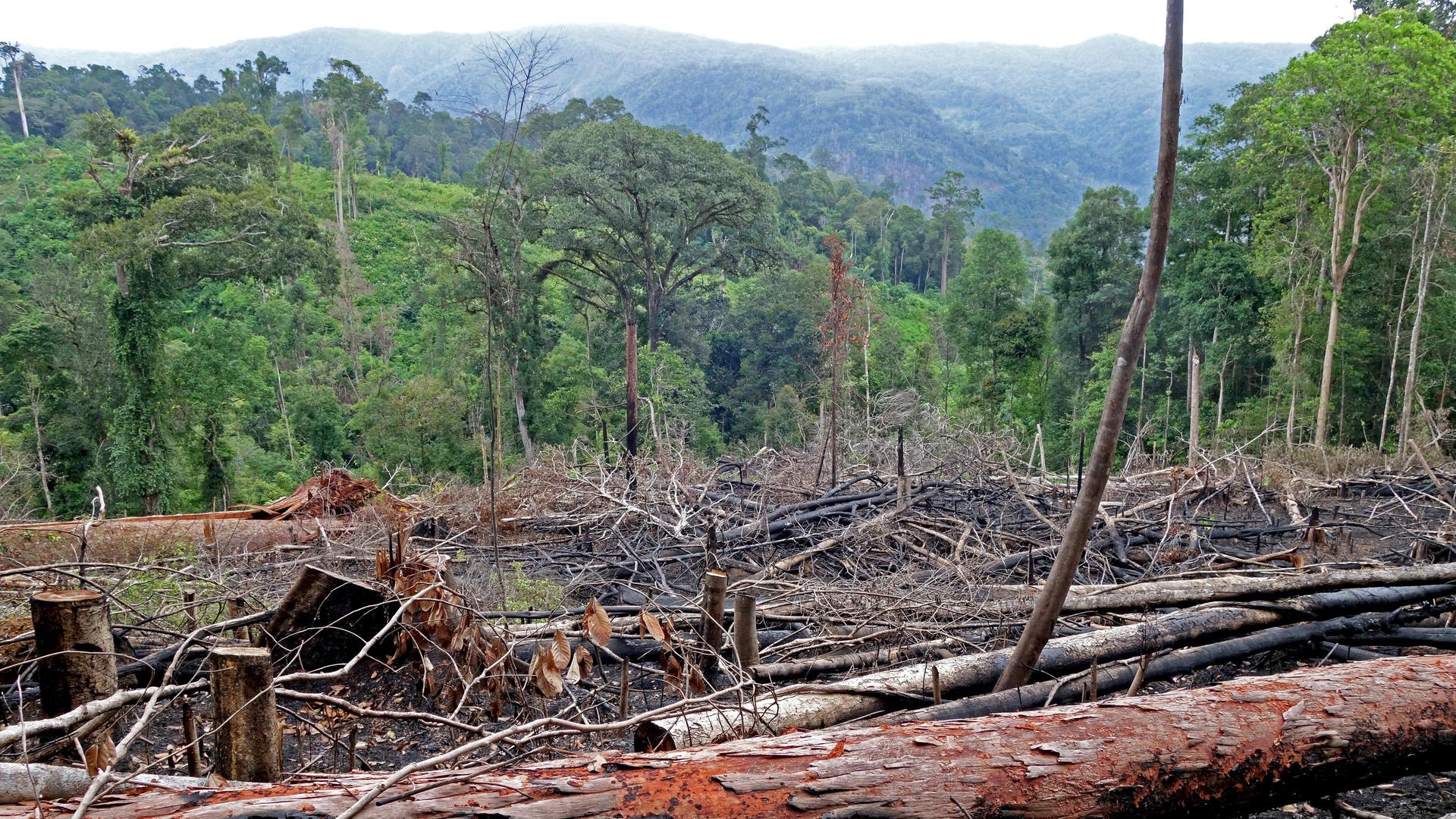 Abgeholzter Wald auf Gunung Kemiri, Indonesien, Sumatra