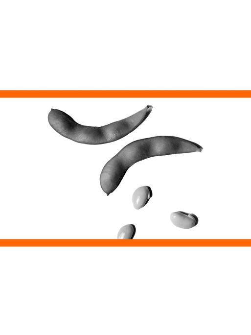 Schwarz-weißes Bild von Sojabohnen vor weißem Hintergrund im mittleren Drittel des Bildes. Die beiden weißen Bilddrittel oben und unten sind mit orangenen Streifen abgetrennt.