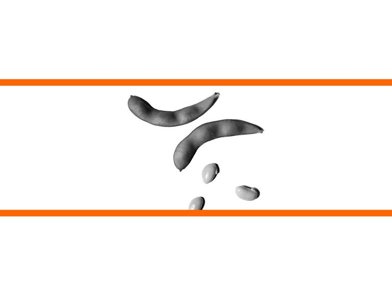 Schwarz-weißes Bild von Sojabohnen vor weißem Hintergrund im mittleren Drittel des Bildes. Die beiden weißen Bilddrittel oben und unten sind mit orangenen Streifen abgetrennt.