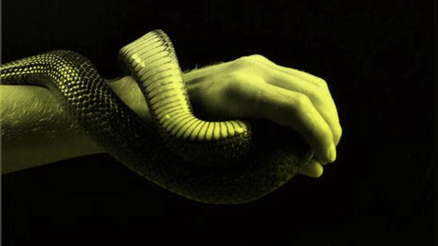 Porträt von Tim Friede, um dessen ausgestreckten Arm sich eine Wasserkobra schlängelt.