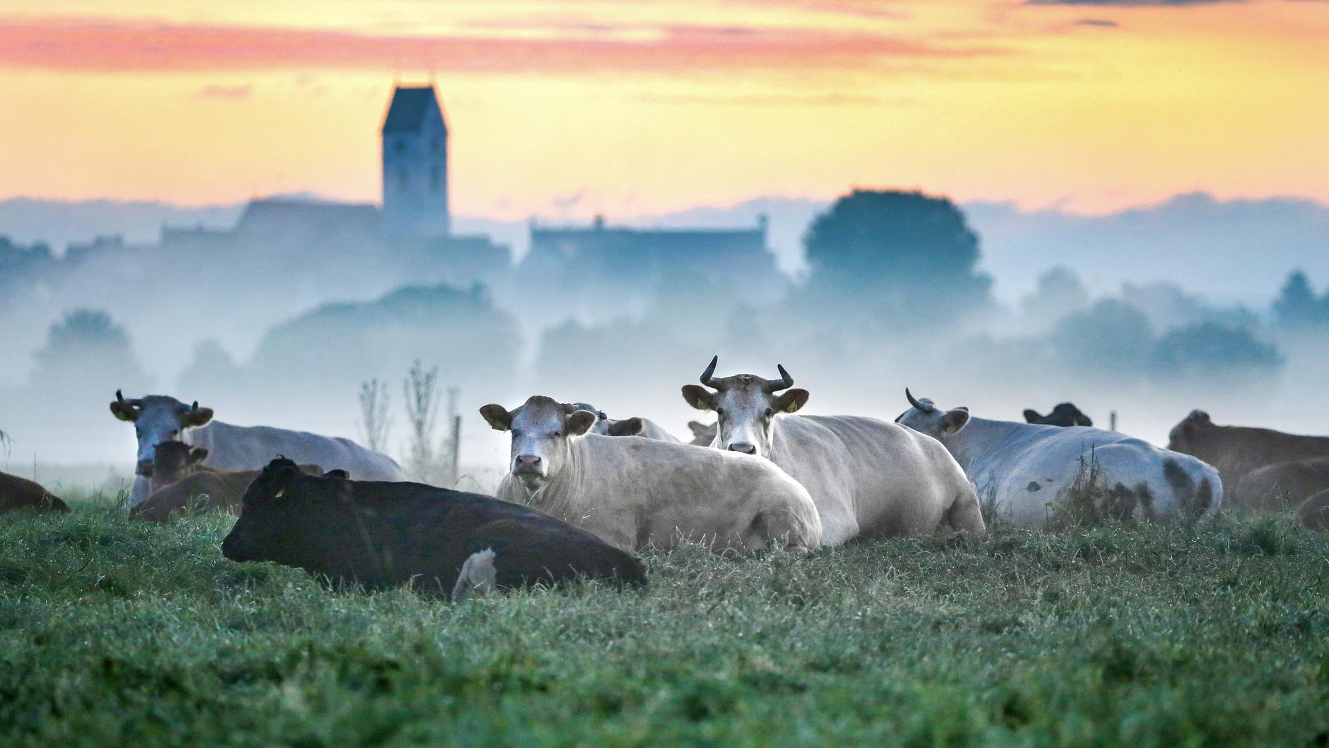 Kühe liegen kurz vor Sonnenaufgang auf einer Weide. Im Hintergrund ist im Morgennebel ein Kirchturm zu erkennen