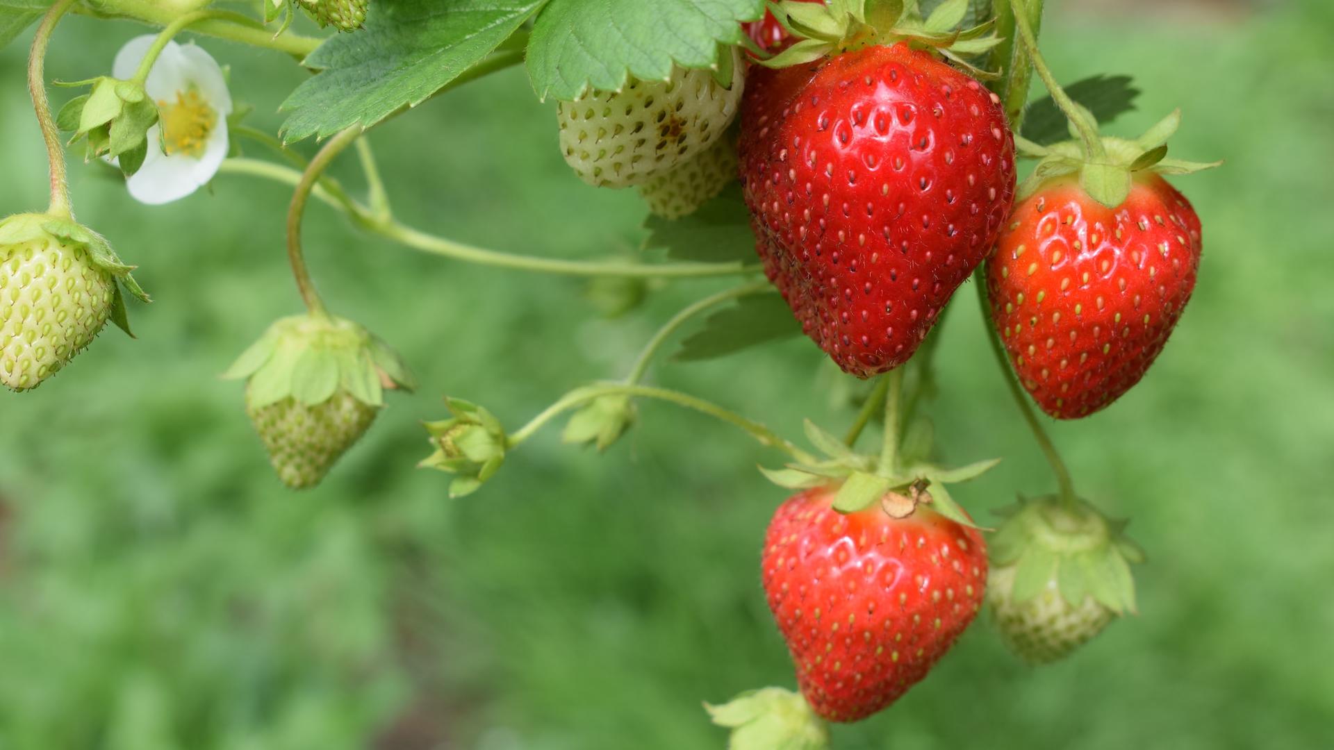 Eine Pflanze mit Erdbeerblüten und roten Erdbeeren. Dahinter unscharf ein grün bewachsener Boden.