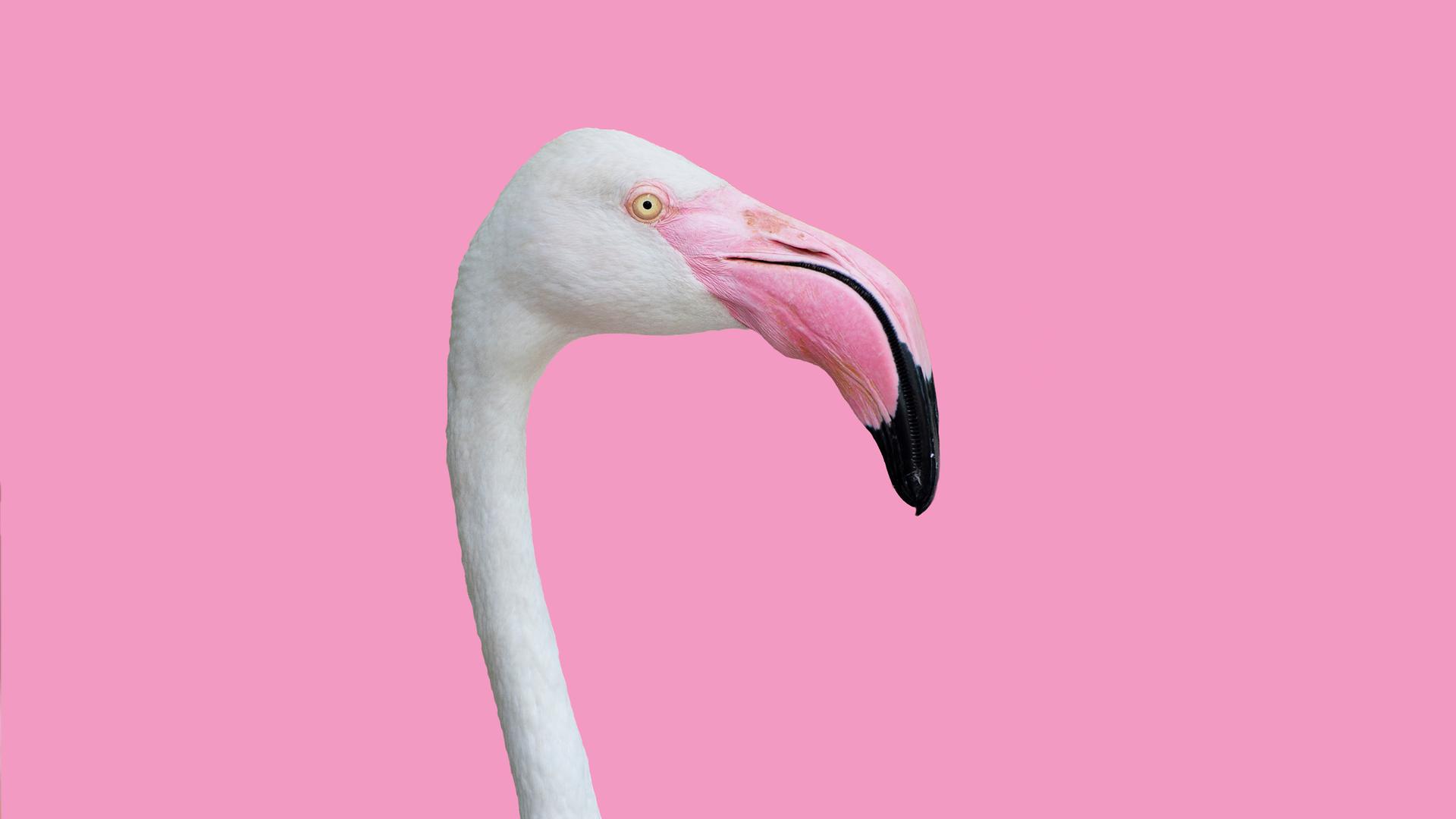 Der Kopf eines Flamingos vor einem rosa-pastelfarbenen Hintergrund. (Symbolbild)