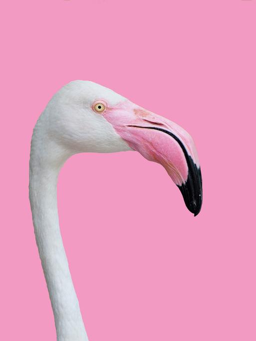 Der Kopf eines Flamingos vor einem rosa-pastelfarbenen Hintergrund. (Symbolbild)