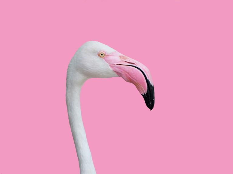 Der Kopf eines Flamingos vor einem rosa-pastelfarbenen Hintergrund. (Symbolbild)