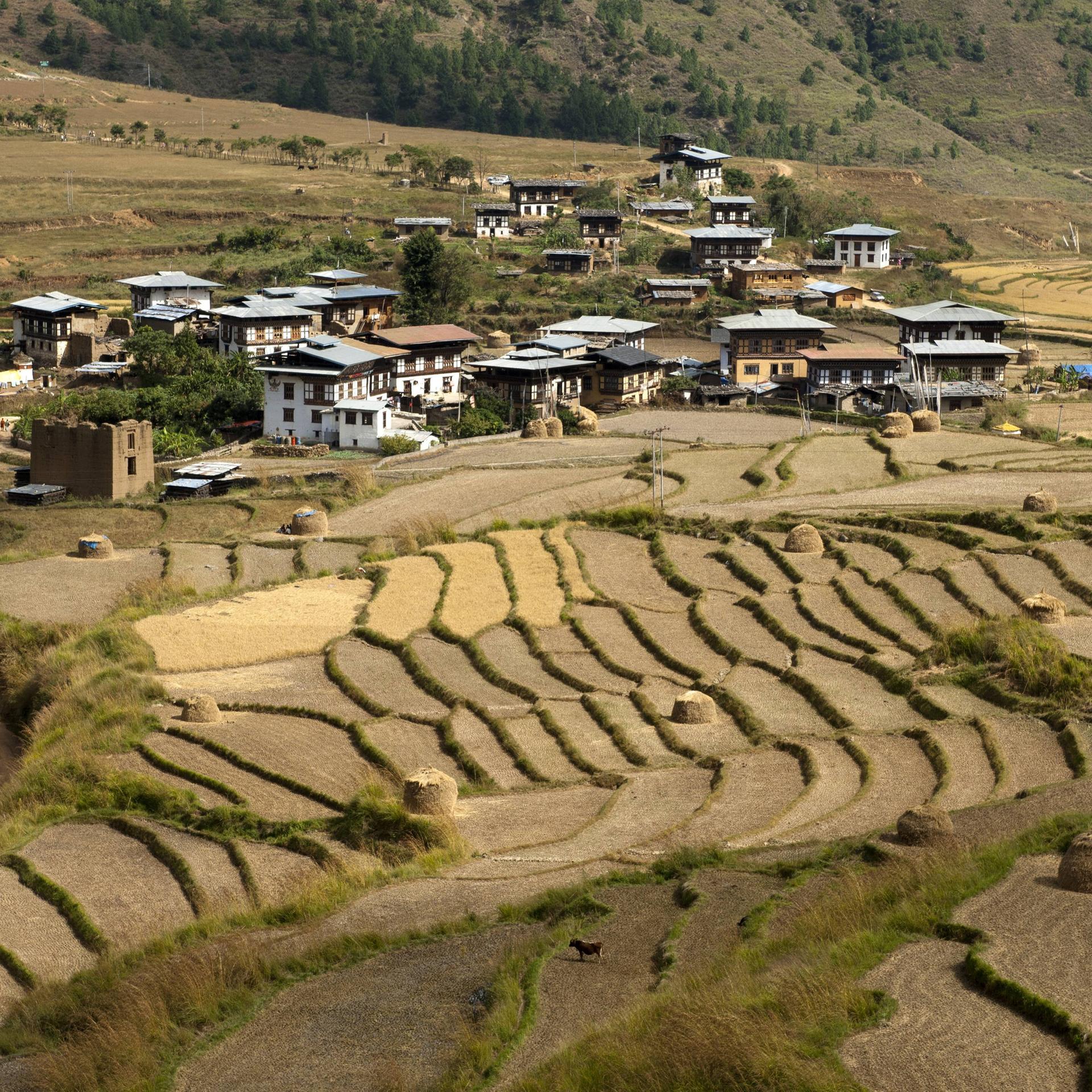 Bhutans Agrarwende - Mit Glück zu 100 Prozent Bio