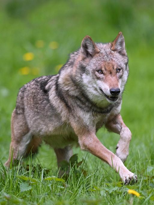 Ein einzelner europäischer grauer Wolf (Canis lupus) läuft durch grünes Gras.