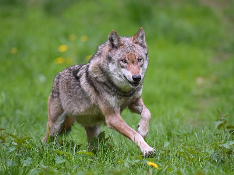 Ein einzelner europäischer grauer Wolf (Canis lupus) läuft durch grünes Gras.