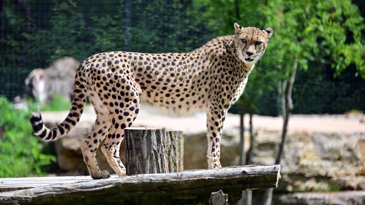 Eine Gepardin steht in einer neuen Gepardenanlage im Thüringer Zoopark Erfurt.