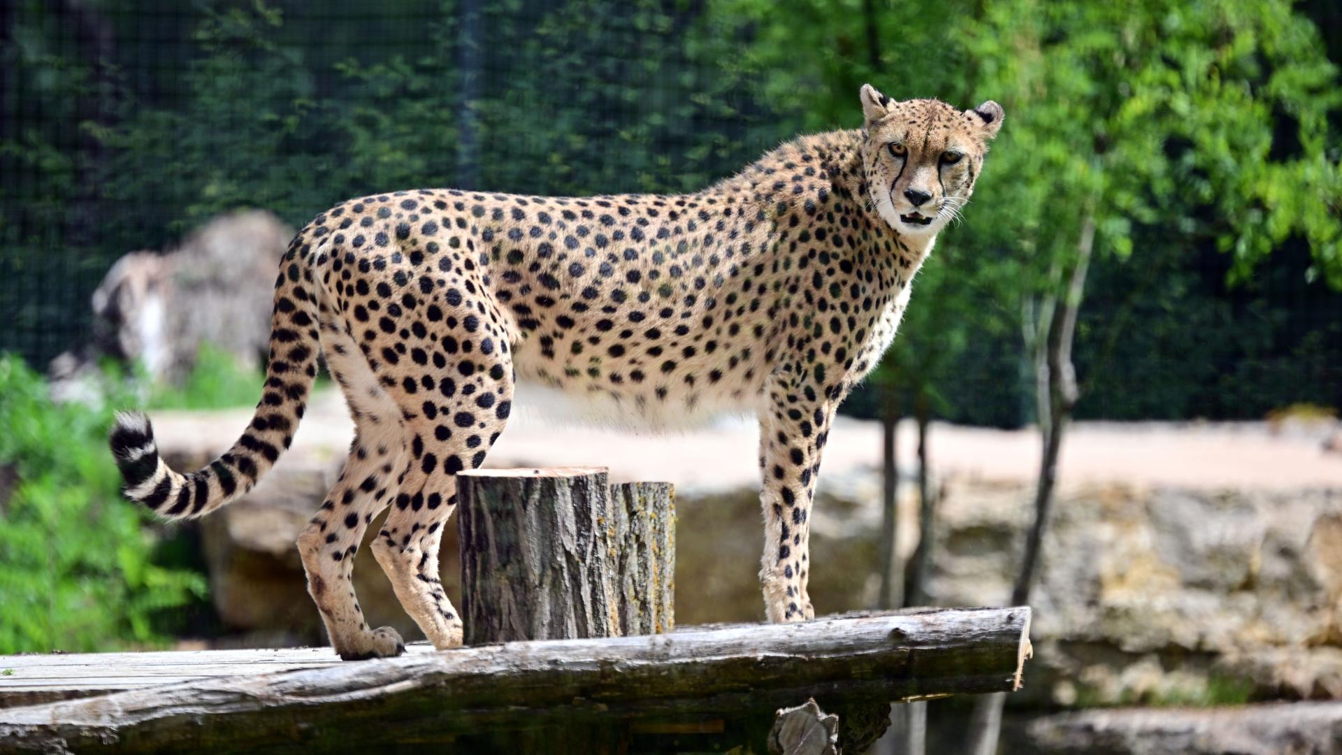 Eine Gepardin steht in einer neuen Gepardenanlage im Thüringer Zoopark Erfurt.