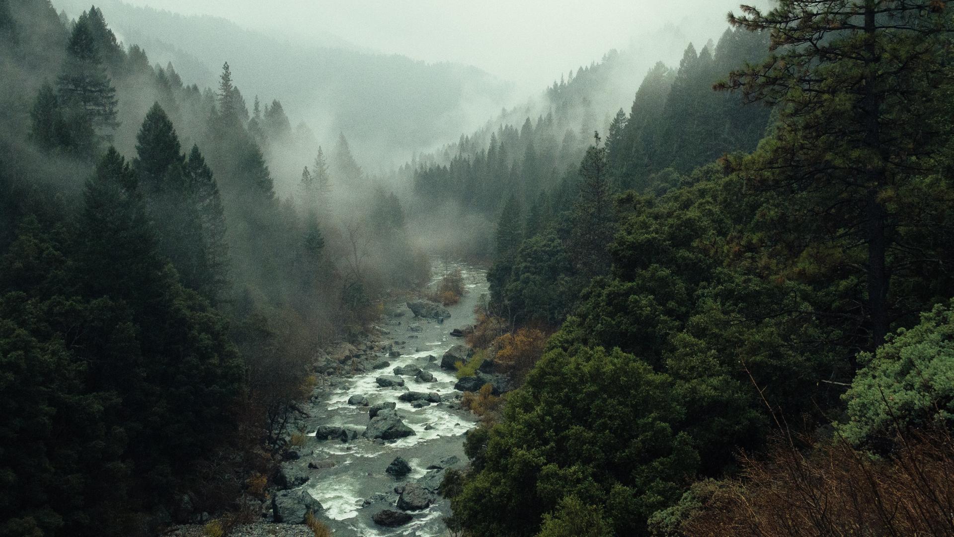 Eine im Nebel versunkene Wald-Berglandschaft