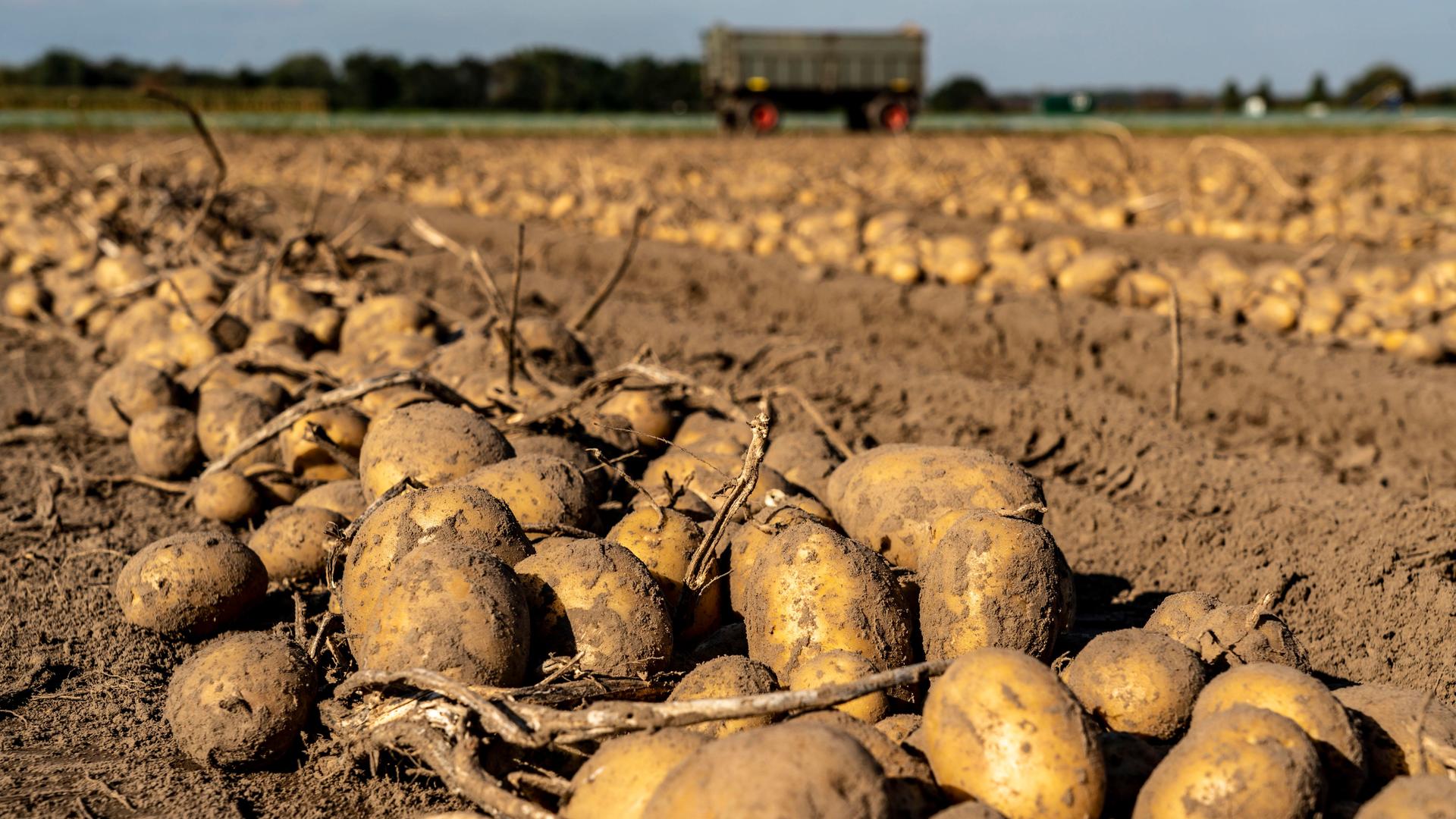 Kartoffeln liegen kurz vor der Ernte auf einem Acker, im Hintergrund ist ein Traktor-Anhänger zu sehen
