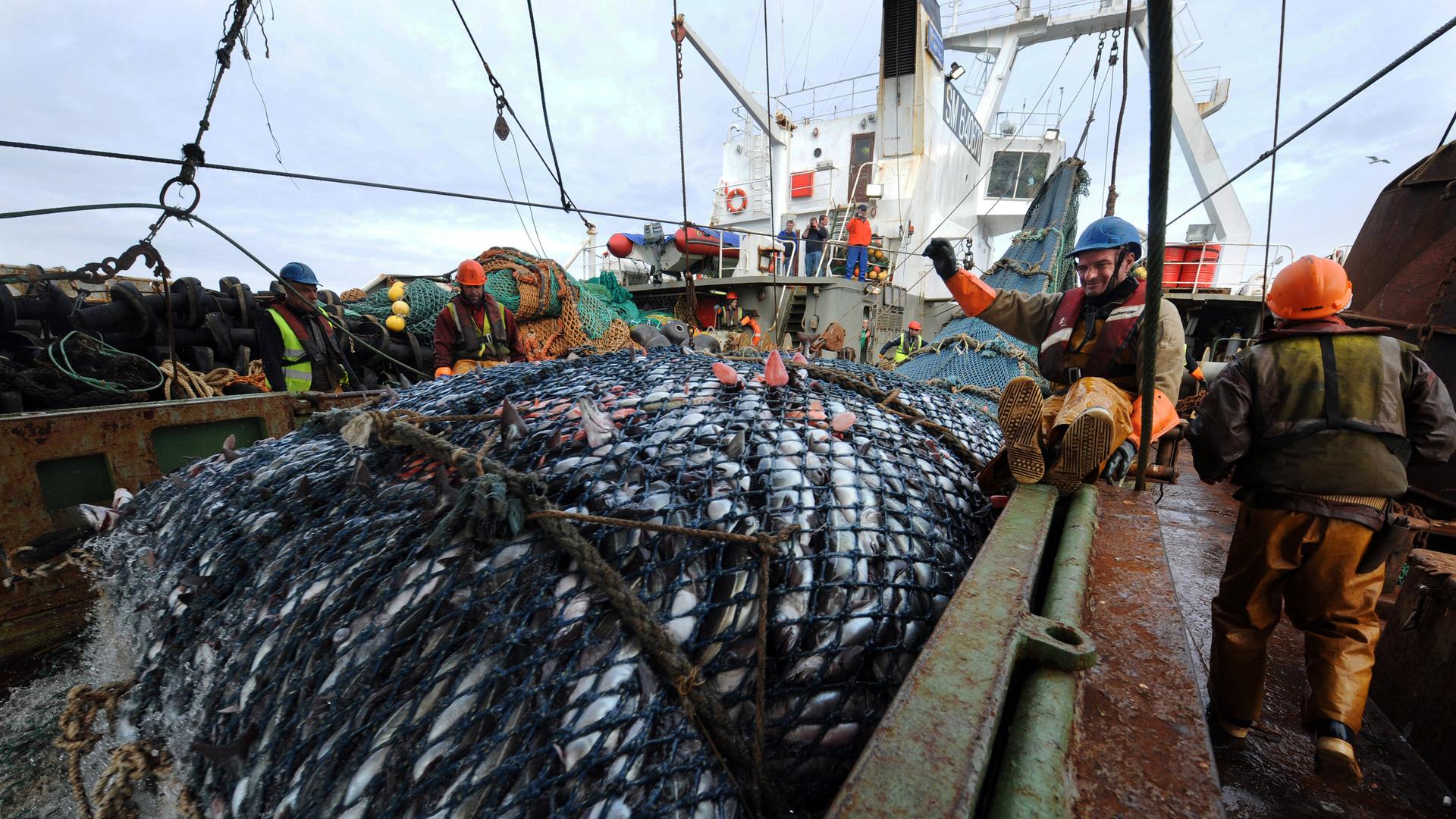 Ein volles Fischfangnetz an Bord eines Trawlers.