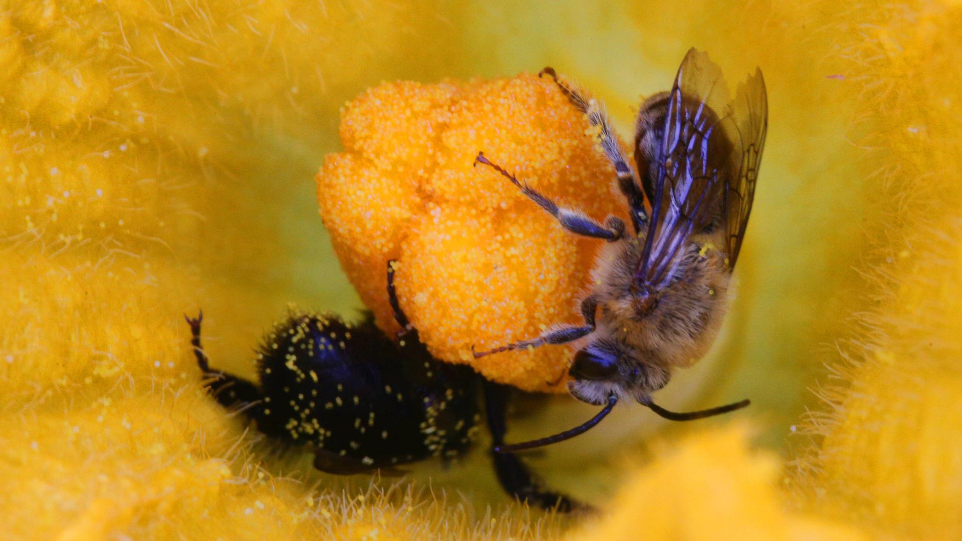 Eine Blüte darin sind zwei Insekten: eine Hummel und eine wilder Honigbiene. 