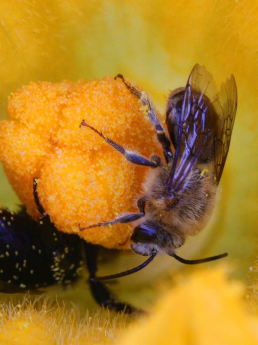 Eine Blüte darin sind zwei Insekten: eine Hummel und eine wilder Honigbiene. 