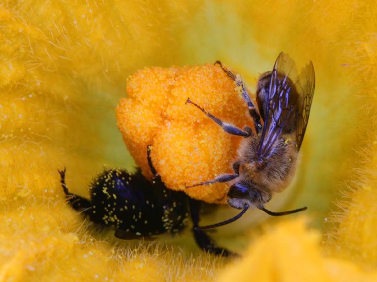 Eine Blüte darin sind zwei Insekten: eine Hummel und eine wilder Honigbiene. 