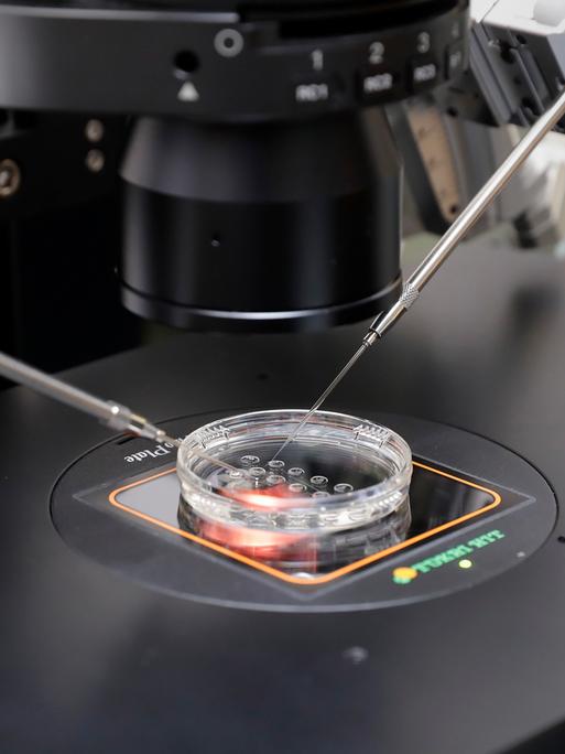 Mehrere Embryonen liegen in einer Petrischale in einem Labor. Die Schale liegt unter einem Mikroskop, daneben sind feine medizinische Instrumente zu sehen. 
