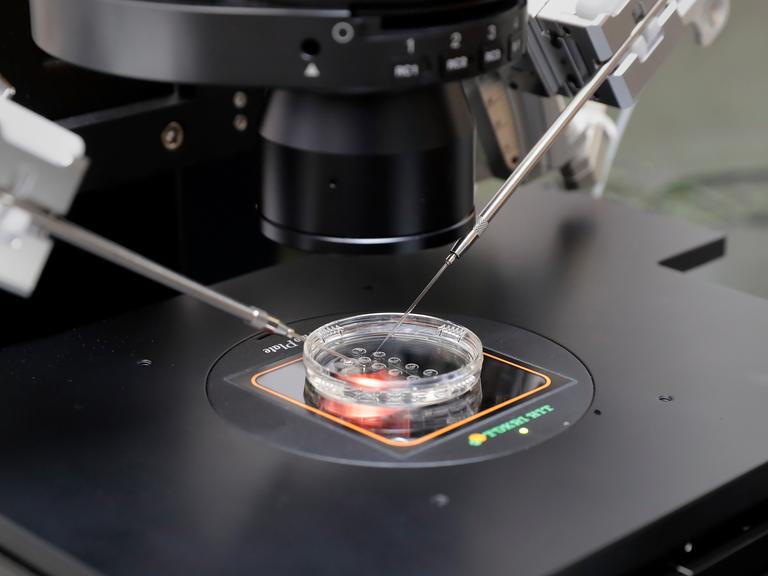 Mehrere Embryonen liegen in einer Petrischale in einem Labor. Die Schale liegt unter einem Mikroskop, daneben sind feine medizinische Instrumente zu sehen. 