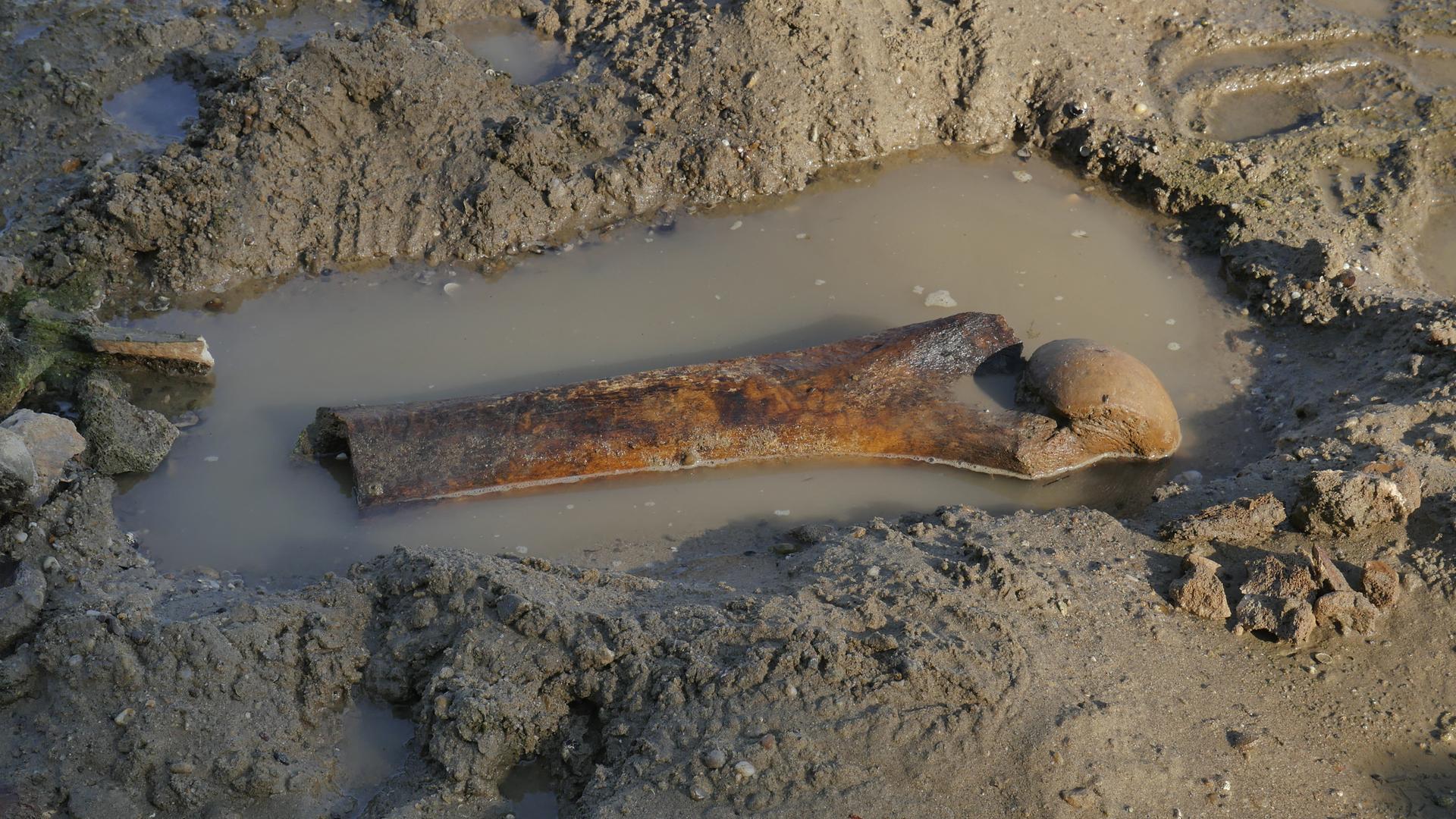 Ein uralter Mammutknochen liegt in einer Wasserpfütze.