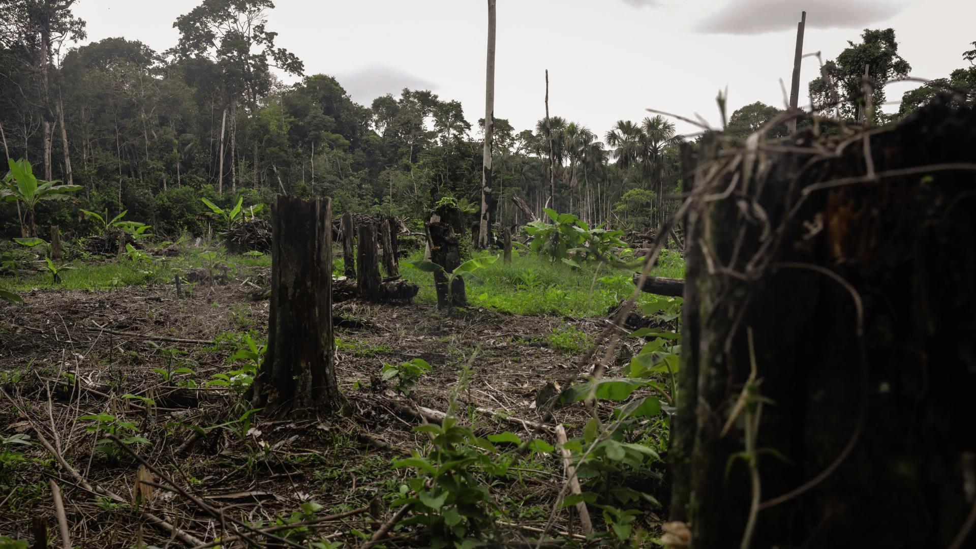Eine abgeholzte Fläche im Amazonasgebiet Kolumbiens. Wo einst dichter Regenwald stand, sind nun kahle, braune Böden und vereinzelte Baumstümpfe zu sehen. Am Horizont erkennt man Reste grüner Vegetation. 