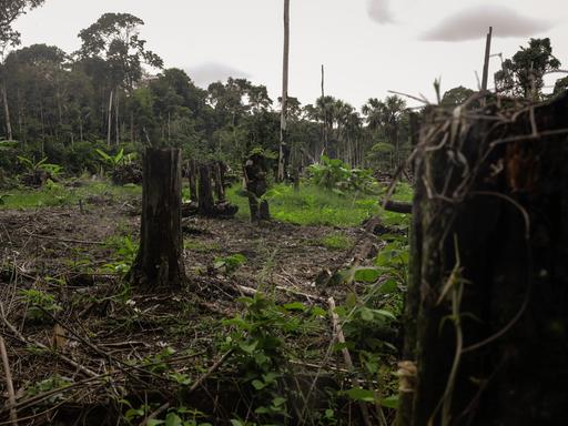 Eine abgeholzte Fläche im Amazonasgebiet Kolumbiens. Wo einst dichter Regenwald stand, sind nun kahle, braune Böden und vereinzelte Baumstümpfe zu sehen. Am Horizont erkennt man Reste grüner Vegetation. Eine abgeholzte Fläche im Amazonasgebiet Kolumbiens. Wo einst dichter Regenwald stand, sind nun kahle, braune Böden und vereinzelte Baumstümpfe zu sehen. Am Horizont erkennt man Reste grüner Vegetation.