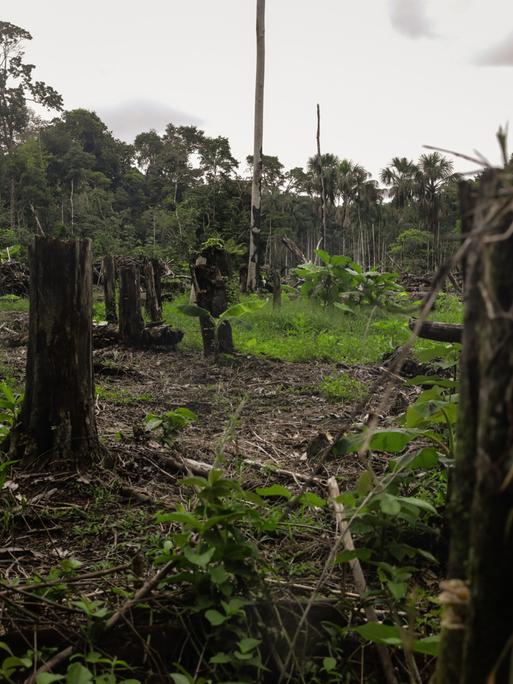 Eine abgeholzte Fläche im Amazonasgebiet Kolumbiens. Wo einst dichter Regenwald stand, sind nun kahle, braune Böden und vereinzelte Baumstümpfe zu sehen. Am Horizont erkennt man Reste grüner Vegetation. Eine abgeholzte Fläche im Amazonasgebiet Kolumbiens. Wo einst dichter Regenwald stand, sind nun kahle, braune Böden und vereinzelte Baumstümpfe zu sehen. Am Horizont erkennt man Reste grüner Vegetation.