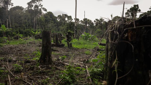 Eine abgeholzte Fläche im Amazonasgebiet Kolumbiens. Wo einst dichter Regenwald stand, sind nun kahle, braune Böden und vereinzelte Baumstümpfe zu sehen. Am Horizont erkennt man Reste grüner Vegetation. 
