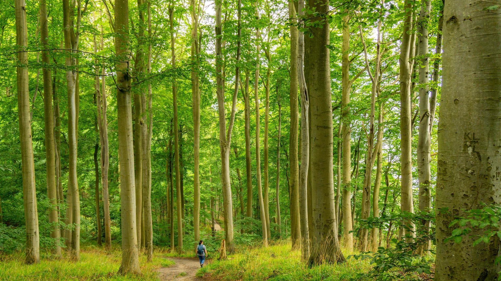 Der Hochuferwanderweg von Baabe über Sellin nach Binz, durch dichten Buchenwald, hier der Abschnitt kurz hinter Sellin auf dem Weg nach Binz, Mecklenburg-Vorpommern,