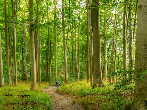 Der Hochuferwanderweg von Baabe über Sellin nach Binz, durch dichten Buchenwald, hier der Abschnitt kurz hinter Sellin auf dem Weg nach Binz, Mecklenburg-Vorpommern,