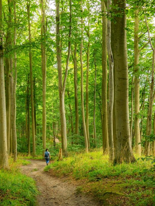 Der Hochuferwanderweg von Baabe über Sellin nach Binz, durch dichten Buchenwald, hier der Abschnitt kurz hinter Sellin auf dem Weg nach Binz, Mecklenburg-Vorpommern,