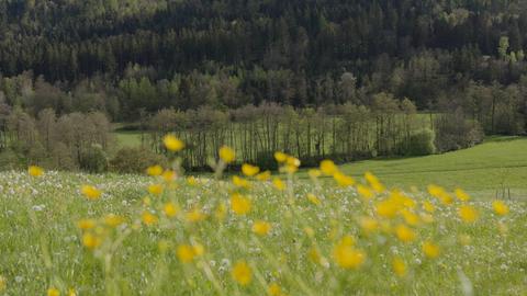 Das Bild zeigt eine blühende Wiese, im Hintergrund ein Wald. 