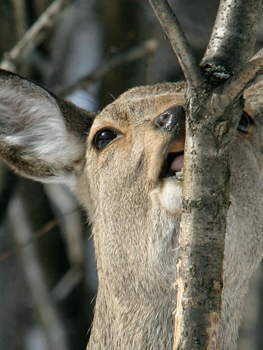 Ein Sikahirsch knabbert an einer Baumrinde